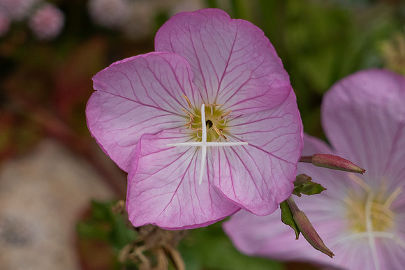 DSC04428