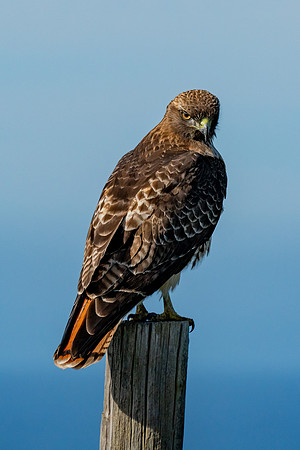 _DSC1349-Edit