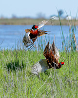 _DSC5277-Edit-2