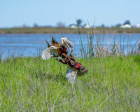 _DSC5276-Edit