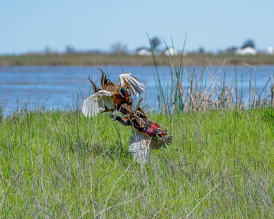 _DSC5276-Edit