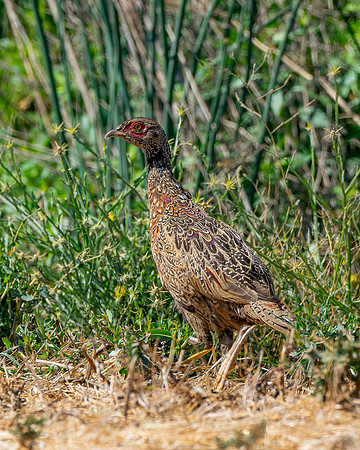 _DSC9204-Edit