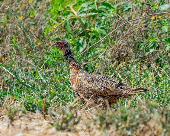 _DSC9207-Edit