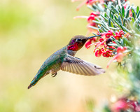 _DSC3675-Edit