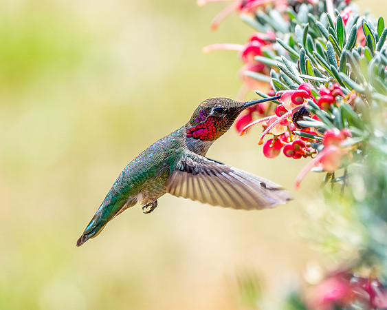 _DSC3675-Edit
