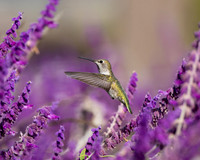_DSC5861-Edit