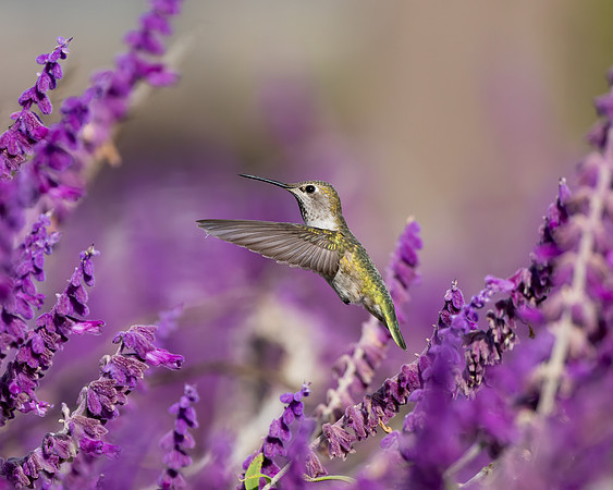 _DSC5861-Edit