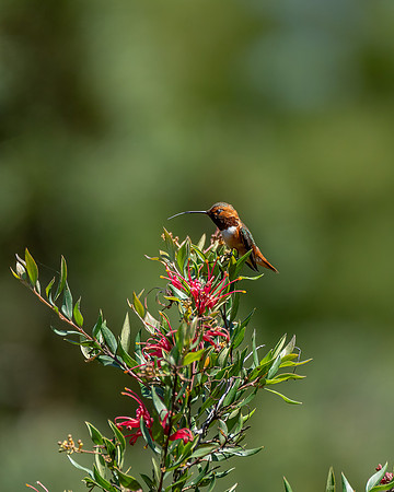 _DSC3751-Edit