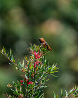 _DSC3717-Edit