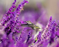_DSC5856-Edit