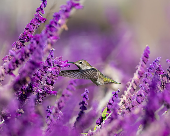 _DSC5856-Edit