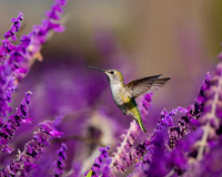 _DSC5863-Edit-5