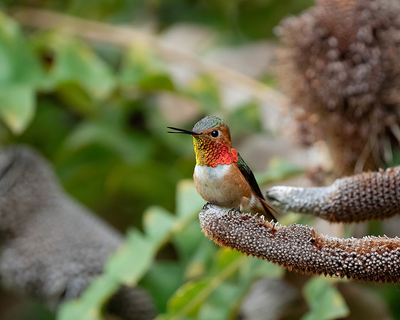 _DSC7431-Edit