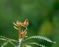 _DSC7523-Edit