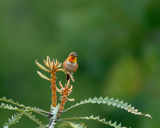 _DSC7523-Edit