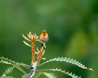_DSC7553-Edit