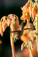 _DSC7971-Edit
