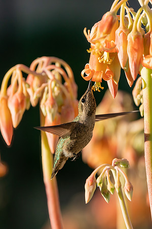 _DSC7971-Edit