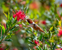 _DSC3400-Edit