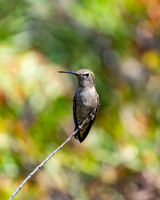 _DSC3433-Edit