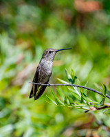 _DSC3437-Edit