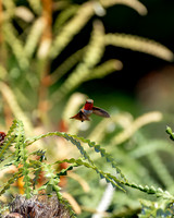 _DSC3442-Edit