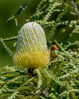 _DSC3479-Edit