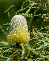 _DSC3475-Edit