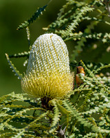 _DSC3473-Edit