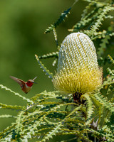 _DSC3494-Edit