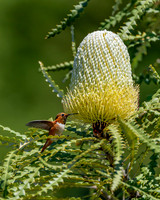 _DSC3525-Edit