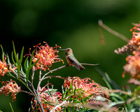 _DSC3553-Edit