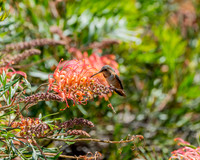 _DSC3538-Edit