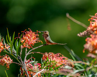 _DSC3555-Edit