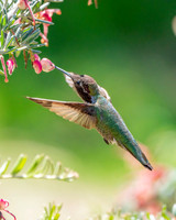 _DSC3660-Edit