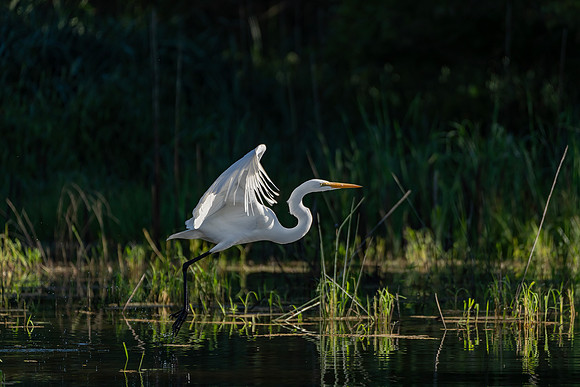 _DSC4467-Edit