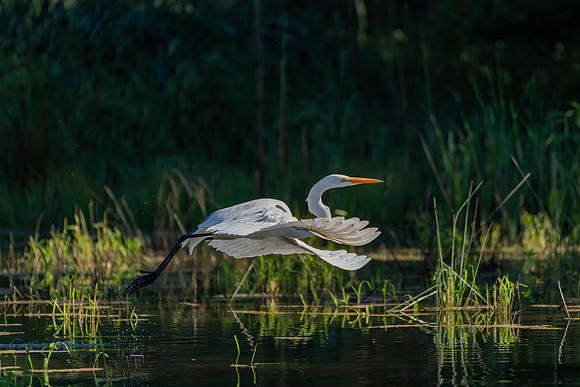 _DSC4466-Edit