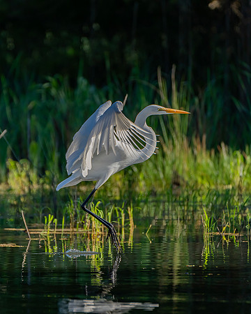 _DSC4470-Edit-2