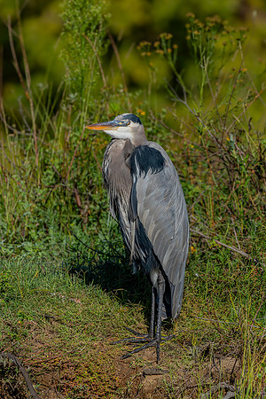 _DSC4513-Edit