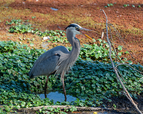 _DSC9541-Edit