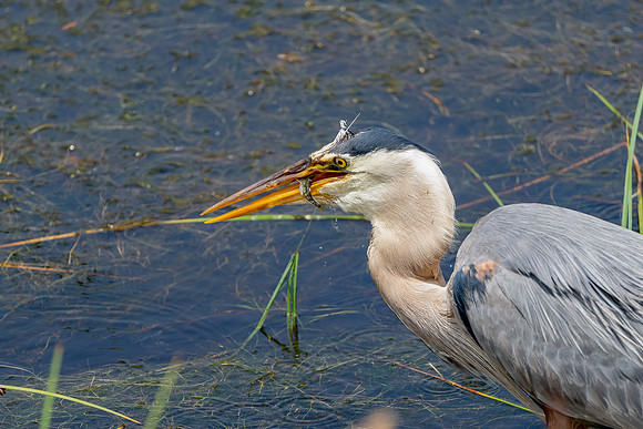 _DSC7404-Edit