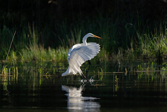_DSC4473-Edit
