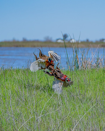 _DSC5276-Edit