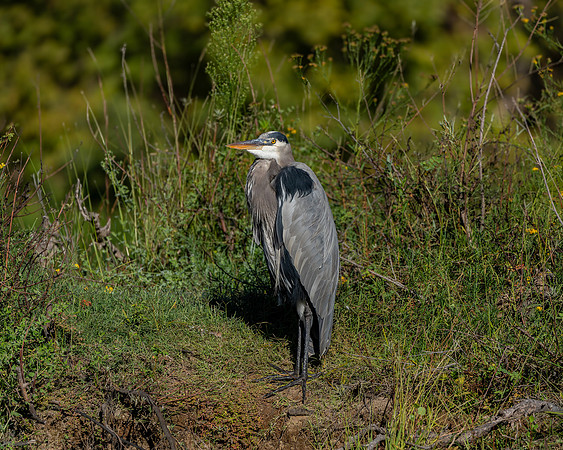 _DSC4511-Edit