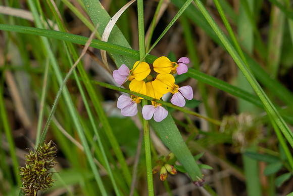 _DSC1278