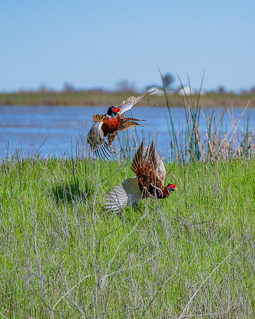 _DSC5277-Edit