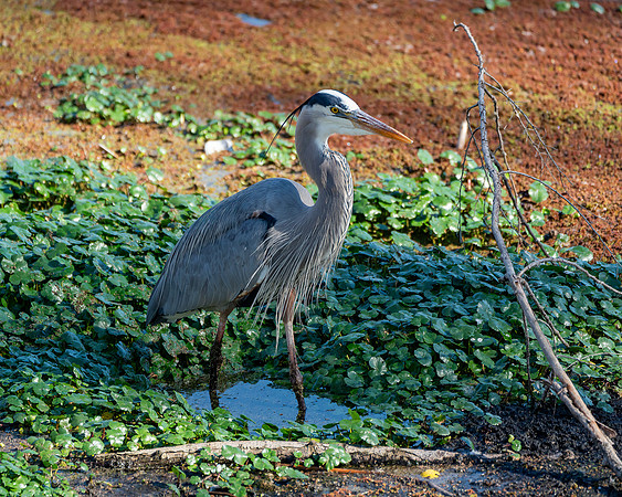 _DSC9549-Edit