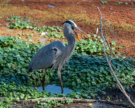 _DSC9542-Edit