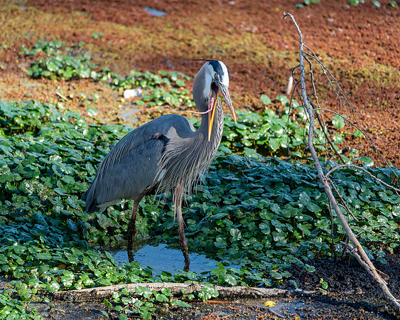 _DSC9543-Edit