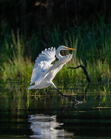 _DSC4472-Edit